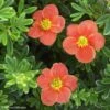 Potentille Arbustive - Potentilla Fruticosa Red'issima -Boutique Pafurme potentilla fruticosa red issima 100815 1