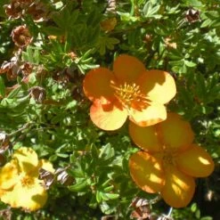 Potentilla Fruticosa Solar'issima - Potentille Arbustive