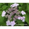 Hortensia Serrata Princesse Eugénie 2 Hortensia Serrata Princesse Eugénie -Boutique Pafurme princesse eugenie
