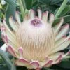 Protea Susara - Protée Hybride -Boutique Pafurme protea susara 83443 2
