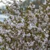 Cerisier à Fleurs Nain Du Japon - Prunus Incisa Kojo No Mai -Boutique Pafurme prunus incisa kojo no mai 7930 1