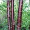 Prunus Serrula Branklyn - Cerisier Du Tibet -Boutique Pafurme prunus serrula branklyn 84400 1