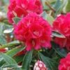 Rhododendron Arboreum Rouge - Grand Rhododendron -Boutique Pafurme rhododendron arboreum rubrum 80474 1