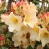Rhododendron Horizon Monarch - Grand Rhododendron -Boutique Pafurme rhododendron horizon monarch 80478 1