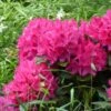 Rhododendron Marie Forte (Madame Fortier) - Grand Rhododendron -Boutique Pafurme rhododendron marie forte 84265 1