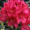 Rhododendron Nova Zembla - Grand Rhododendron -Boutique Pafurme rhododendron nova zembla 781747 1