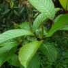 Salix Fargesii - Saule De Farges -Boutique Pafurme salix fargesii 86438 1