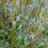 Salix (x) Tetrapla - Saule -Boutique Pafurme salix tetrapla 100853 1