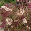 Sambucus Nigra Serenade - Sureau Noir -Boutique Pafurme sambucus nigra serenade 84312 1