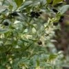 Sarcococca Hookeriana -Boutique Pafurme sarcococcas hookeriana type 7816000 1