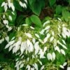 Schizophragma Integrifolia - Hydrangée à Feuilles Entières 2 Schizophragma Integrifolia - Hydrangée à Feuilles Entières -Boutique Pafurme schizophragma integrifolia 67800 1