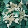 Schizophragma Hydrangeoides Moonlight 2 Schizophragma Hydrangeoides Moonlight -Boutique Pafurme schizophragma moonlight 771567 1