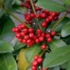 Skimmia Japonica Veitchii -Boutique Pafurme skimmia japonica veitchii ld tonyrodd 7845 1