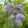 Solanum Crispum Glasnevin -Boutique Pafurme solanum crispum glasnevin 80051 3