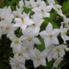 Solanum Jasminoides Album -Boutique Pafurme solanum jasminoides album 491544 3