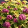 Spirée Japonaise Double Play Gold - Spiraea Japonica -Boutique Pafurme spiraea japonica double play gold 85233 1