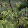Stachyurus Chinensis Joy Forever 2 Stachyurus Chinensis Joy Forever -Boutique Pafurme stachyurus chinensis joy forever 781996 1