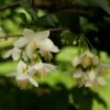 Styrax Japonica - Styrax Japonais -Boutique Pafurme styrax japonica 74160 6