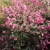 Symphorine, Symphoricarpos Doorenbosii Magical Candy -Boutique Pafurme symphoricarpos doorenbosii magical candy 7970 6