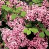 Lilas à Petites Feuilles - Syringa Red Pixie -Boutique Pafurme syringa red pixie 9683 1