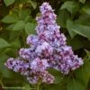 Lilas - Syringa Vulgaris Président Grevy -Boutique Pafurme syringa vulgaris president grevy 781756 1