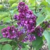Lilas - Syringa Vulgaris Prince Wolkonsky 1 Lilas - Syringa Vulgaris Prince Wolkonsky -Boutique Pafurme syringa vulgaris prince wolkonsky 781757 3