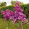 Lilas Commun - Syringa Vulgaris Znamya Lenina -Boutique Pafurme syringa vulgaris znamya lenina 100875 1