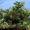 Viburnum Lucidum - Viorne Luisante -Boutique Pafurme viburnum lucidum arbustes 15748 1