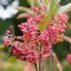 Viorne - Viburnum Nudum Pink Beauty -Boutique Pafurme viburnum nudum pink beauty 84379 3