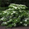 Viorne De Chine - Viburnum Plicatum Mariesii 2 Viorne De Chine - Viburnum Plicatum Mariesii -Boutique Pafurme viburnum plicatum mariesii 84382 1