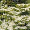 Viorne De Chine - Viburnum Plicatum Mariesii Great Star -Boutique Pafurme viburnum plicatum mariesii great star 7872 5