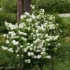 Viorne - Viburnum Plicatum Opening Day -Boutique Pafurme viburnum plicatum opening day 87408 2