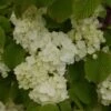 Viorne - Viburnum Plicatum Popcorn -Boutique Pafurme viburnum plicatum popcorn 7961 5