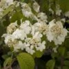 Viorne De Chine - Viburnum Plicatum Shasta 1 Viorne De Chine - Viburnum Plicatum Shasta -Boutique Pafurme viburnum plicatum shasta 84383 1