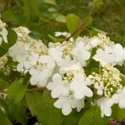 Viorne - Viburnum Plicatum Summer Snow Flake