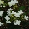 Viorne - Viburnum Plicatum Watanabe -Boutique Pafurme viorne viburnum plicatum watanabe PC douce 1