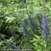 Vitex Agnus-castus Blue Didley® - Gattilier -Boutique Pafurme vitex agnus castus blue didley 85467 1