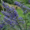 Vitex Agnus-castus Delta Blues - Gattilier -Boutique Pafurme vitex agnus castus delta blues 81424 1
