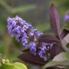 Vitex Agnus-castus Flip Side - Gattilier -Boutique Pafurme vitex flip side copyright f