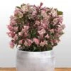 Weigela Florida Vintage Love -Boutique Pafurme weigela florida vintage love 16350 1