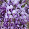 Glycine Grande Diva Barbara - Wisteria (x) Venusta -Boutique Pafurme wisteria barbara if minier 16060 1