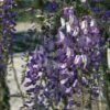 Glycine Du Japon - Wisteria Floribunda Domino Ou Issai -Boutique Pafurme wisteria floribunda domino 771557 1