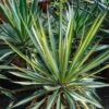 Yucca Bright Star - Yucca Panaché -Boutique Pafurme yucca bright star 850632 1
