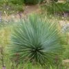 Yucca Rostrata -Boutique Pafurme yucca rostrata 834932 1