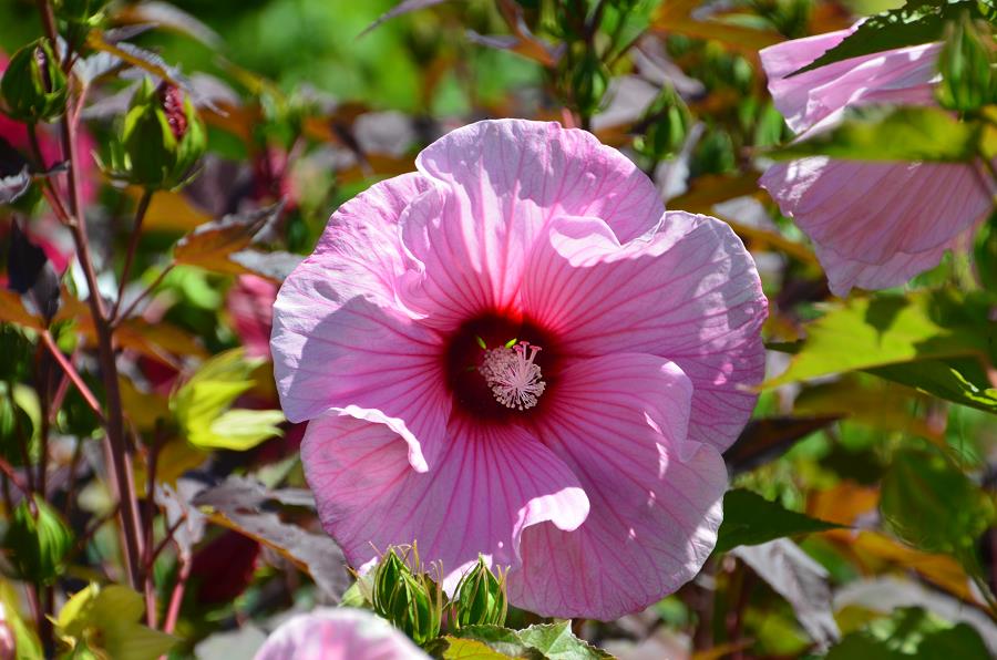 Boutique Pafurme -Boutique Pafurme 17527 01