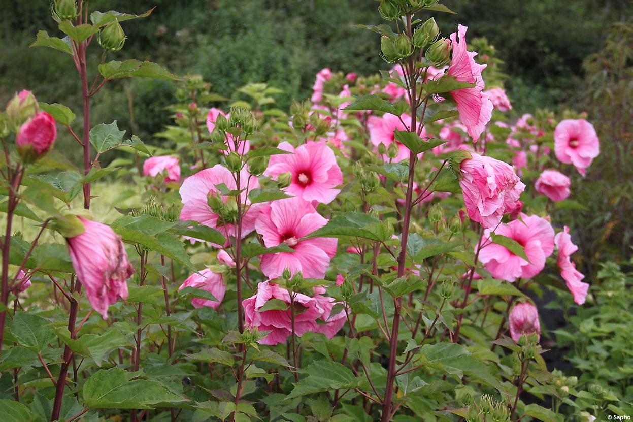 Boutique Pafurme -Boutique Pafurme 5477 3 min